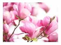 PAPERMOON Fototapete "Pink Magnolia" Tapeten Gr. B/L: 5 m x 2,8 m, Bahnen: 10...