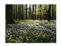 Glasbild ARTLAND "Frühlingswald bedeckt mit Windröschen" Bilder Gr. B/H: 80...