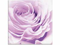 Glasbild ARTLAND "Pastell Rose" Bilder Gr. B/H: 50 cm x 50 cm, Glasbild Blumen