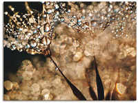 Wandbild ARTLAND "Pusteblume Goldschimmer" Bilder Gr. B/H: 80 cm x 60 cm,