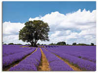 Artland Wandbild "Schönes Lavendelfeld im Sommer", Felder, (1 St.), als...