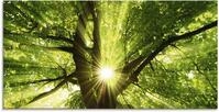 Artland Glasbild "Sonne strahlt explosiv durch den Baum" B&auml;ume 1 Stk. tlg. in