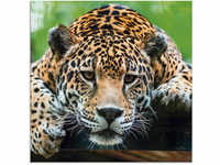 Glasbild ARTLAND "Südamerikanischer Jaguar" Bilder Gr. B/H: 50 cm x 50 cm,