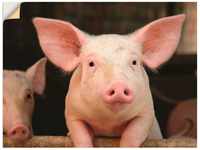 Artland Wandbild "Vorwitziges Schwein", Haustiere, (1 St.), als Leinwandbild,