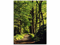 Wandbild ARTLAND "Weg im Wald" Bilder Gr. B/H: 60 cm x 80 cm, Leinwandbild...