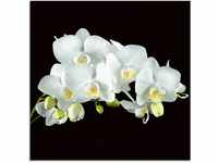 Artland Glasbild "Weiße Orchidee auf schwarzem Hintergrund", Blumen, (1 St.),...