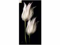 Artland Wandbild "Weiße Tulpen in der Nacht", Blumenbilder, (1 St.), als...