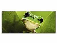 Glasbild ARTLAND "Ausspähender Frosch" Bilder Gr. B/H: 125 cm x 50 cm,...