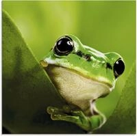 Artland Glasbild "Aussp&auml;hender Frosch" Wassertiere 1 Stk. tlg. in verschiedenen