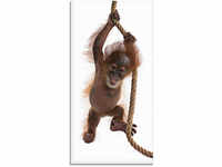 Glasbild ARTLAND "Baby Orang Utan hängt am Seil I" Bilder Gr. B/H: 30 cm x 60...