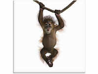 Artland Glasbild "Baby Orang Utan hängt an Seil II", Wildtiere, (1 St.), in