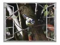 Glasbild ARTLAND "Fensterblick - Blaumeise" Bilder Gr. B/H: 60 cm x 45 cm,...