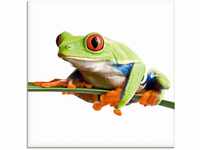 Artland Glasbild "Frosch auf einem Blatt", Wassertiere, (1 St.)