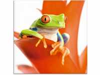 Artland Glasbild "Frosch auf seinem Thron", Wassertiere, (1 St.), in...