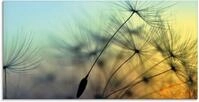 Artland Glasbild "Goldener Sonnenuntergang und Pusteblumen" Blumen 1 Stk. tlg. in