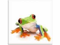 Artland Glasbild "Großaufnahme eines Frosches vor weiß", Wassertiere, (1...