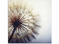 Glasbild ARTLAND "Große Pusteblume" Bilder Gr. B/H: 50 cm x 50 cm, Blumen, 1...