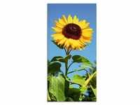 Glasbild ARTLAND "Große Sonnenblume" Bilder Gr. B/H: 30 cm x 60 cm, Glasbild...