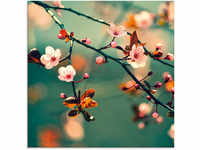 Artland Glasbild "Japanische Kirsch Sakura Blumen", Blumen, (1 St.), in verschiedenen