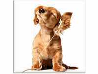 Artland Glasbild "Junger Hund hört Musik über Kopfhörer", Haustiere, (1...