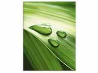 Glasbild ARTLAND "Nahaufnahme eines grünen Pflanzenblattes" Bilder Gr. B/H: 45...