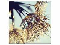 Glasbild ARTLAND "Pusteblume Goldener Regen" Bilder Gr. B/H: 50 cm x 50 cm,...