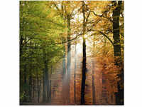 Glasbild ARTLAND "Schöner Herbsttag 2" Bilder Gr. B/H: 50 cm x 50 cm, Wald, 1...