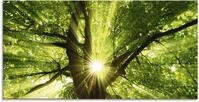 Artland Glasbild "Sonne strahlt explosiv durch den Baum" B&auml;ume 1 Stk. tlg. in