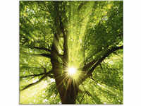 Glasbild ARTLAND "Sonne strahlt explosiv durch den Baum" Bilder Gr. B/H: 50 cm...
