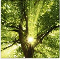 Artland Glasbild "Sonne strahlt explosiv durch den Baum" B&auml;ume 1 Stk. tlg. in