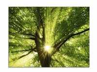 Glasbild ARTLAND "Sonne strahlt explosiv durch den Baum" Bilder Gr. B/H: 80 cm...