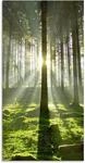 Artland Glasbild "Wald im Gegenlicht" Wald 1 Stk. tlg. in verschiedenen Gr&ouml;&szlig;en