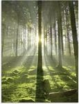 Artland Glasbild "Wald im Gegenlicht" Wald 1 Stk. tlg. in verschiedenen Gr&ouml;&szlig;en