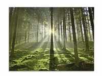Glasbild ARTLAND "Wald im Gegenlicht" Bilder Gr. B/H: 80 cm x 60 cm, Wald, 1...