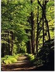 Artland Glasbild "Weg im Wald" Wald 1 Stk. tlg. in verschiedenen Gr&ouml;&szlig;en