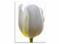 Glasbild ARTLAND "Weiße Tulpe" Bilder Gr. B/H: 45 cm x 60 cm, Glasbild Blumen