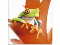 Artland Glasbild "Frosch auf seinem Thron", Wassertiere, (1 St.), in...
