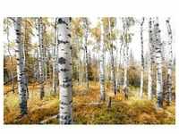 KOMAR Vliestapete "Colorful Aspenwoods" Tapeten Gr. B/L: 450 m x 280 m, Rollen: 1