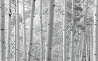 Komar Vliestapete "Digitaldruck Vlies - Espenwald - Gr&ouml;&szlig;e 450 x 280 cm" bedruckt