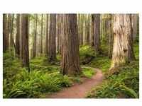 KOMAR Vliestapete "Redwood Trail" Tapeten Gr. B/L: 450 m x 280 m, Rollen: 1 St., bunt