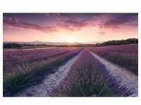 KOMAR Vliestapete "Lavender Dream" Tapeten 450x280 cm (Breite x Höhe), Wohnzimmer,