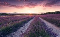 Komar Vliestapete "Digitaldruck Vlies - Lavender Dream - Gr&ouml;&szlig;e 450 x 280 cm"