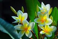 Papermoon Fototapete "FRANGIPANI-BLUMEN PLUMERIA PFLANZE JASMIN BL&Uuml;TEN BAUM"
