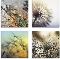 Artland Leinwandbild "Pusteblume,Nahaufnahme L&ouml;wenzahn" Blumen 4 Stk. tlg. 4er Set,
