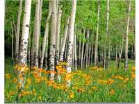 PAPERMOON Fototapete "Aspen Grove and Orange Wildflowers" Tapeten Gr. B/L: 3,5 m x