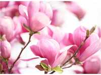 PAPERMOON Fototapete "Pink Magnolia" Tapeten Gr. B/L: 3,5 m x 2,6 m, Bahnen: 7 St.,