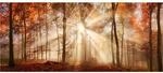 Keilrahmenbild Herbstwald B/L: ca. 140x60 cm