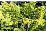 Zwischen-Wacholder &ndash; Juniperus media 'King of Spring'