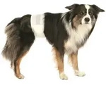 TRIXIE Windeln f&uuml;r erwachsene Hunde 12 St&uuml;ck L-XL 60-80 cm