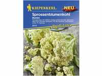 Kiepenkerl Sprossenblumenkohl Blumini, F1 ca. 15 Pflanzen